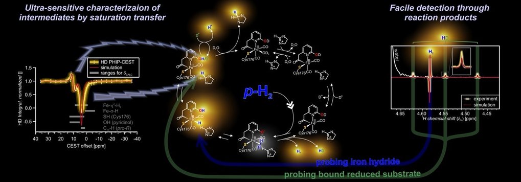 Mitte: Katalytischer Zyklus der [Fe]-Hydrogenase mit empfindlichkeitsgesteigerten Spezies farbig hervorgehoben. Rechts: Single-Scan-NMR-Spektrum mit Wasserstoffsignalen für Wasserstoff (H2) und Wasserstoffdeuterid (HD) nach Freisetzung aus dem Enzym. Links: Überlagerung von gemessenen und simulierten PHIP-CEST (Parahydrogen Enhanced Chemical Shift Saturation Transfer)-Daten, die direkt an das Enzym gebundenen Wasserstoffatome untersuchen.