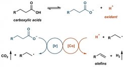 Katalytische Synthese von Alpha-Olefinen aus Karbonsäuren: Die Ritter-Gruppe liefert in 'Nature Chemistry' wichtige Erkenntnisse auf dem Weg zu einer nachhaltigen Alkensynthese