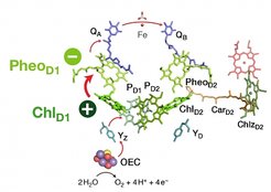 Weg des Elektronentransfers in Photosystem II