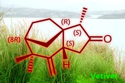 (+)-2-epi-Ziza-6(13)en-3-one: The olfactory principle of vetiver fragrance, mysterious for a long time.