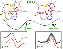 Zwei Isomere des wasseroxidierenden Katalysators entstammen den unterschiedlichen Verzerrungen entlang alternativer „Jahn-Teller“ Achsen. Diese von Pantazis und Koautoren mit Hilfe von Quantenchemie und EPR Spektroskopie entdeckte strukturelle Heterogenität führt zu einer bisher nie charakterisierten mechanistischen Vielfalt.