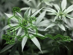 Cannabinoids are sought-after for the production of medicine.