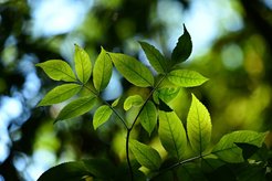 Pflanzen schaffen es durch Photosynthese auf ganz natürlichem Wege, CO2 aus der Atmosphäre zu filtern. Kann es Chemikerinnen und Chemikern gelingen, diesen Prozess in großem Maßstab nachzubauen?